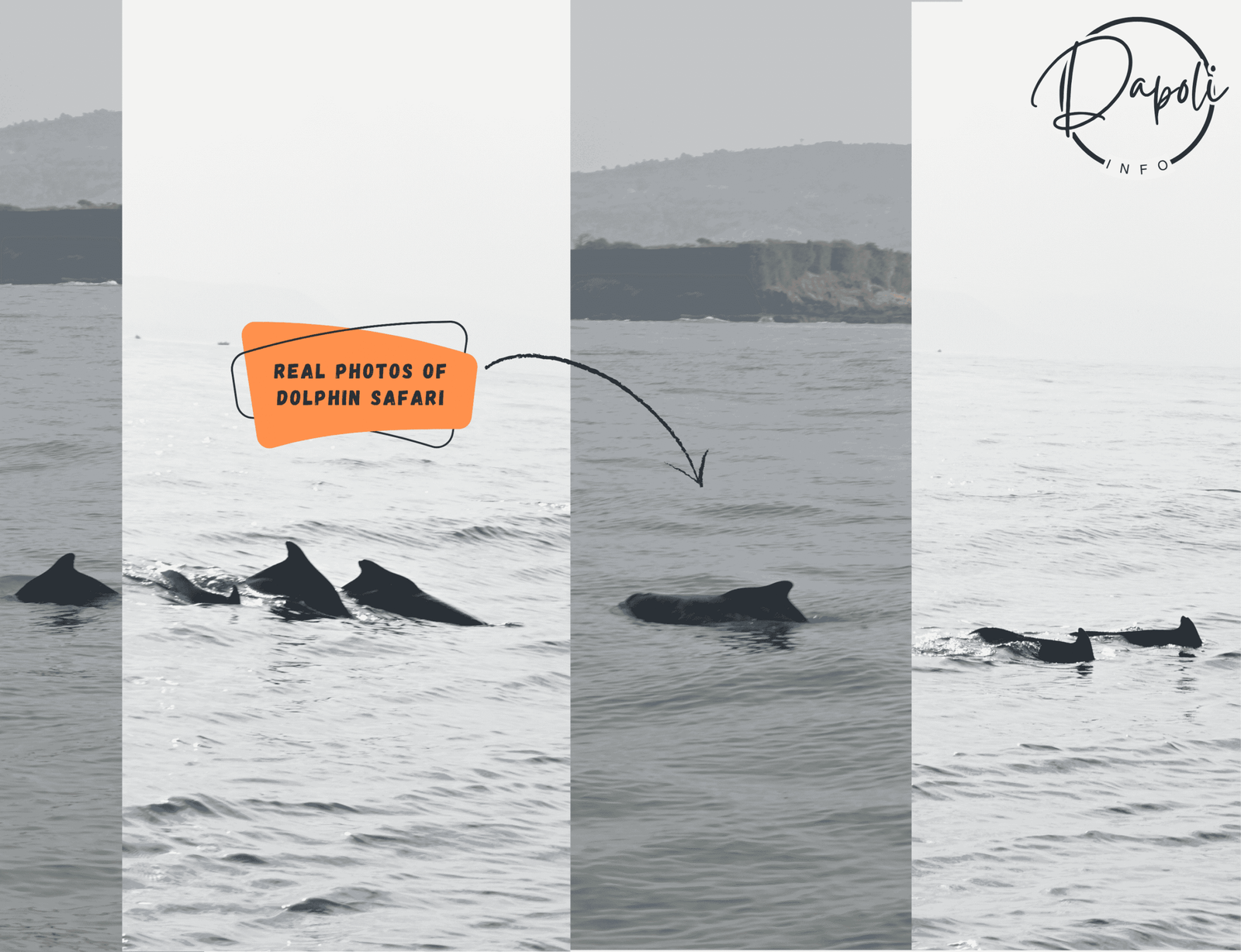Real photo of dolphins during dolphin safari at Dapoli